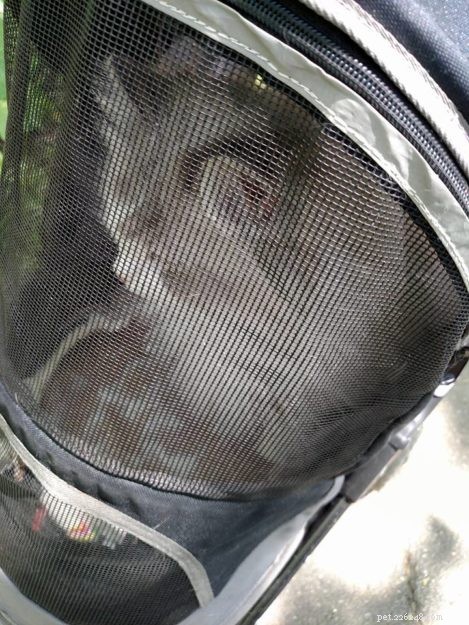 Tatum: Ragdoll of the Week – A Joyful Companion
