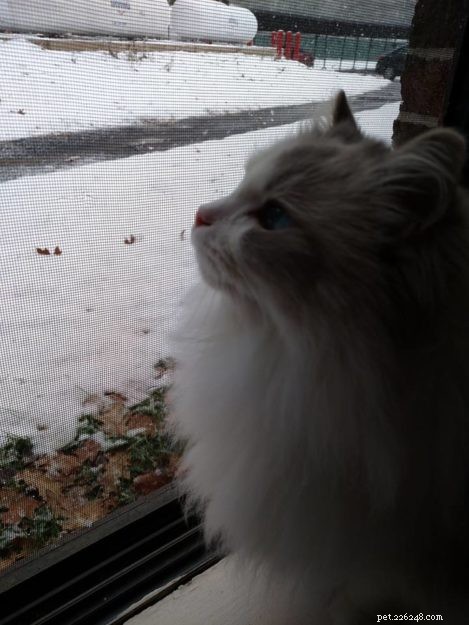 Tatum: Ragdoll of the Week – A Joyful Companion