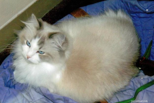 Tatum: Ragdoll of the Week – A Joyful Companion