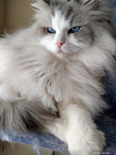 Tatum: Ragdoll of the Week – A Joyful Companion