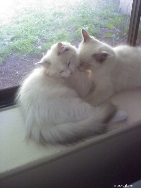 Tatum: Ragdoll of the Week – A Joyful Companion