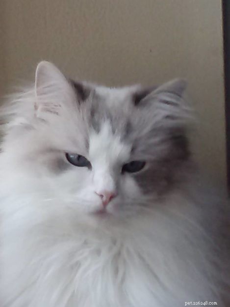 Tatum: Ragdoll of the Week – A Joyful Companion