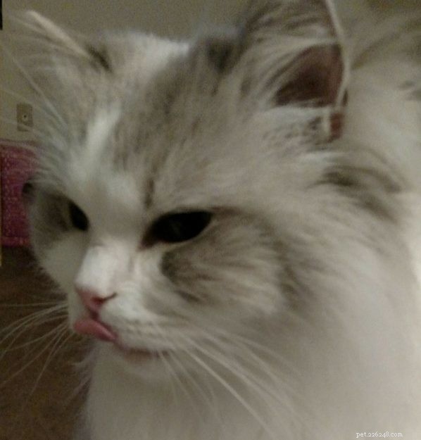 Tatum: Ragdoll of the Week – A Joyful Companion