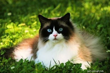 Bicolor Ragdoll Cats: Definition & Appeal
