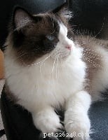 Bicolor Ragdoll Cats: Definition & Appeal