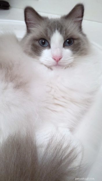 Bicolor Ragdoll Cats: Definition & Appeal