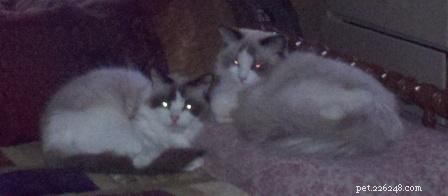 Bicolor Ragdoll Cats: Definition & Appeal