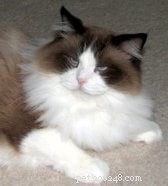 Bicolor Ragdoll Cats: Definition & Appeal