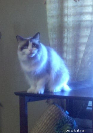 Bicolor Ragdoll Cats: Definition & Appeal