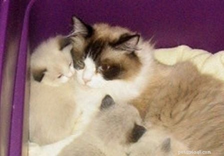 Bicolor Ragdoll Cats: Definition & Appeal