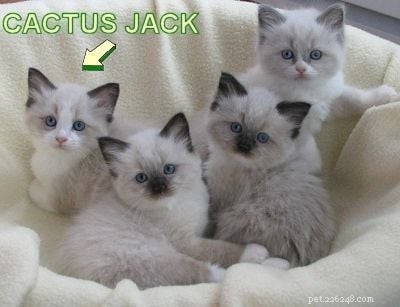 Bicolor Ragdoll Cats: Definition & Appeal