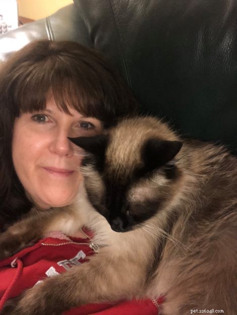Meet Big Boy: The Ragdoll Cat of the Week