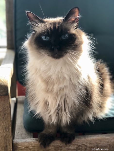 Meet Big Boy: The Ragdoll Cat of the Week