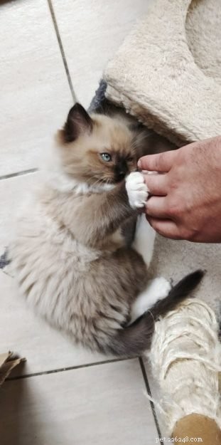Meet Mr. Shelby: Belgium’s Adorable Ragdoll Kitten of the Month