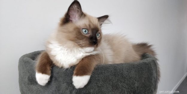 Meet Mr. Shelby: Belgium’s Adorable Ragdoll Kitten of the Month