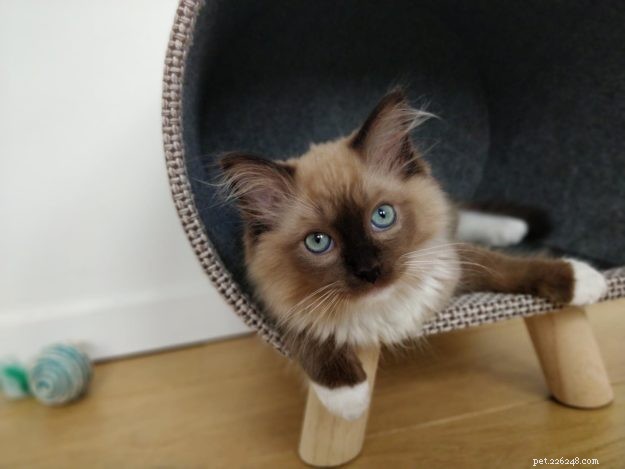 Meet Mr. Shelby: Belgium’s Adorable Ragdoll Kitten of the Month