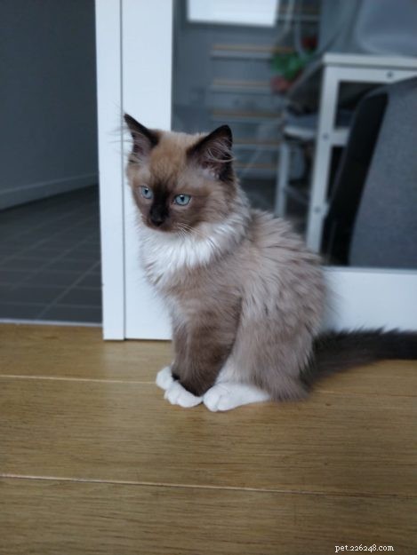 Meet Mr. Shelby: Belgium’s Adorable Ragdoll Kitten of the Month