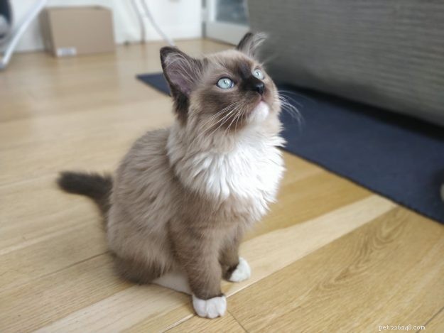 Meet Mr. Shelby: Belgium’s Adorable Ragdoll Kitten of the Month
