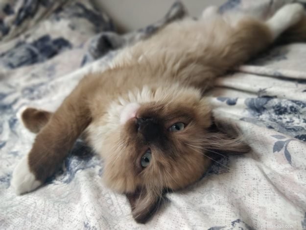 Meet Mr. Shelby: Belgium’s Adorable Ragdoll Kitten of the Month