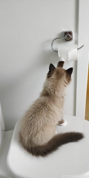 Meet Mr. Shelby: Belgium’s Adorable Ragdoll Kitten of the Month