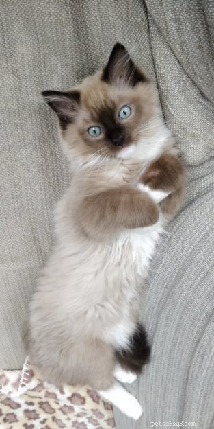 Meet Mr. Shelby: Belgium’s Adorable Ragdoll Kitten of the Month