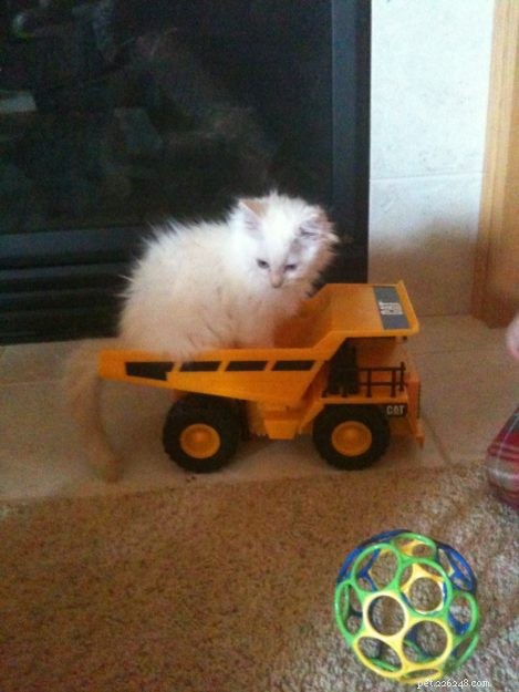 Chester: Featured Ragdoll of the Week