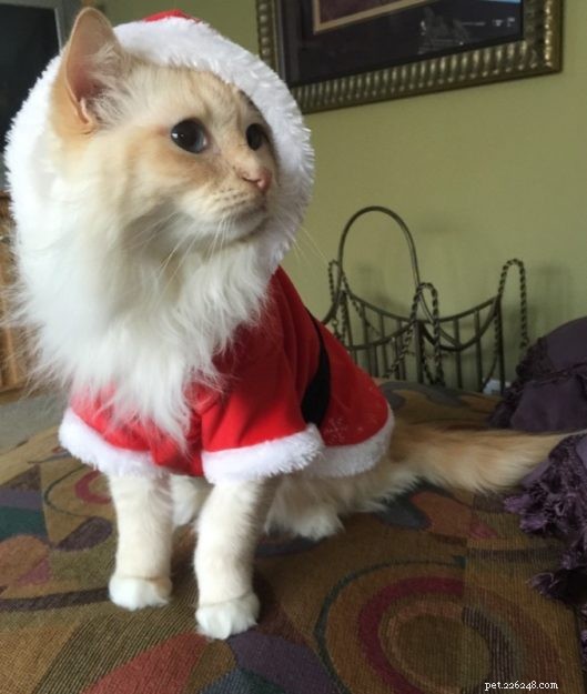 Chester: Featured Ragdoll of the Week