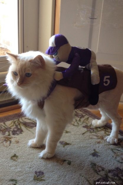 Chester: Featured Ragdoll of the Week