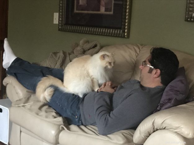 Chester: Featured Ragdoll of the Week