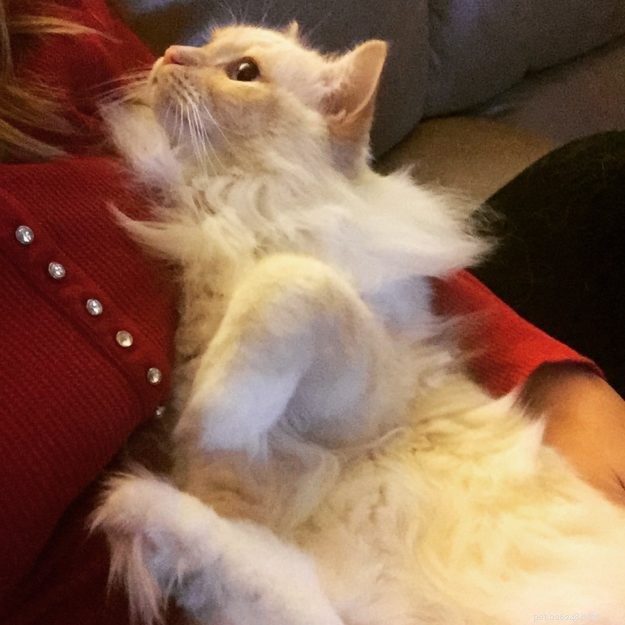Chester: Featured Ragdoll of the Week