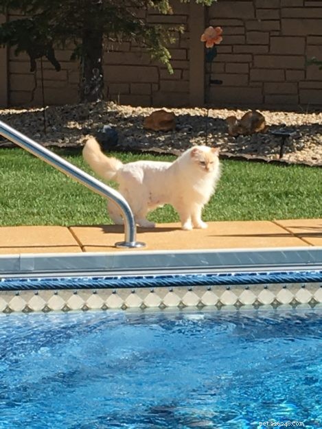 Chester: Featured Ragdoll of the Week