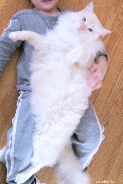 Chester: Featured Ragdoll of the Week