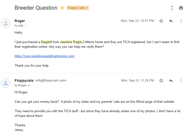 Beware of Ragdoll Breeder Scams: Protect Your Jasmine Ragdoll Kitten Purchase