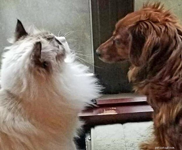 Meet Ms. Mia Meow: The Gentle Ragdoll Cat Perfect for Families
