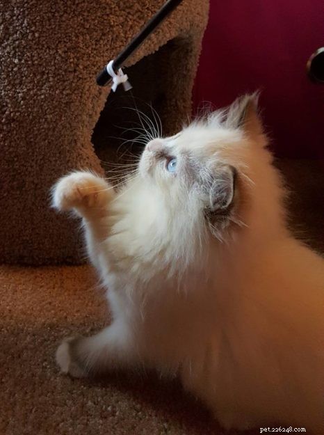 Meet Ms. Mia Meow: The Gentle Ragdoll Cat Perfect for Families