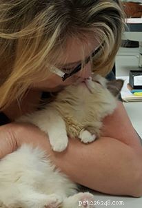 Meet Ms. Mia Meow: The Gentle Ragdoll Cat Perfect for Families