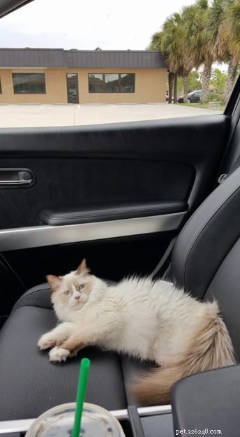 Meet Ms. Mia Meow: The Gentle Ragdoll Cat Perfect for Families