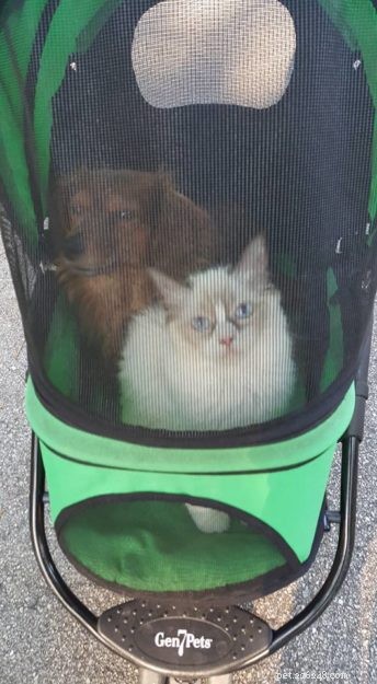 Meet Ms. Mia Meow: The Gentle Ragdoll Cat Perfect for Families