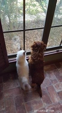 Meet Ms. Mia Meow: The Gentle Ragdoll Cat Perfect for Families