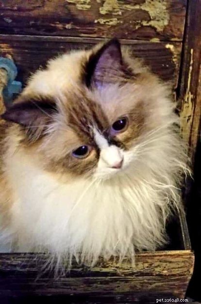 Meet Ms. Mia Meow: The Gentle Ragdoll Cat Perfect for Families