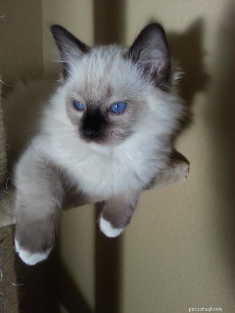 Blossom Brody Vas Ratsbane – Featured Ragdoll of the Week
