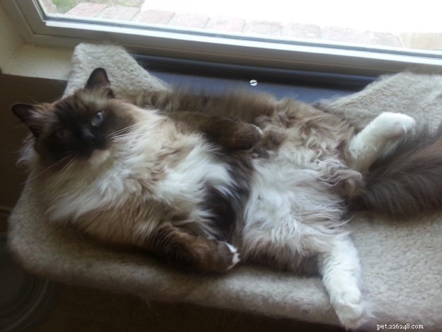 Blossom Brody Vas Ratsbane – Featured Ragdoll of the Week