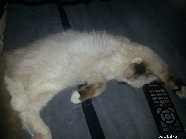 Blossom Brody Vas Ratsbane – Featured Ragdoll of the Week