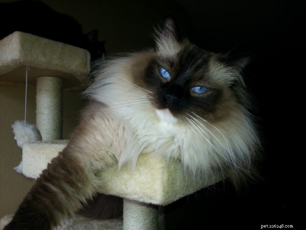 Blossom Brody Vas Ratsbane – Featured Ragdoll of the Week