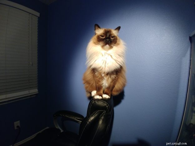 Blossom Brody Vas Ratsbane – Featured Ragdoll of the Week