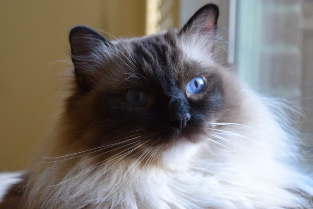 Blossom Brody Vas Ratsbane – Featured Ragdoll of the Week