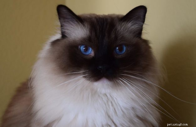 Blossom Brody Vas Ratsbane – Featured Ragdoll of the Week
