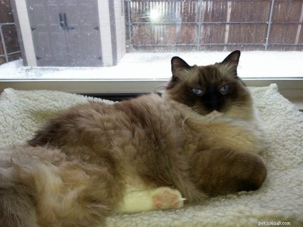 Blossom Brody Vas Ratsbane – Featured Ragdoll of the Week