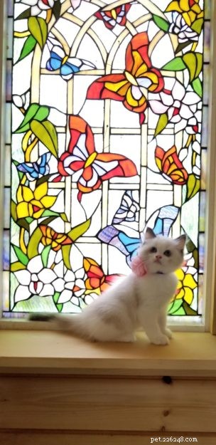 How to Identify a Trustworthy Cat Breeder: Bette Willette Shares Expert Tips