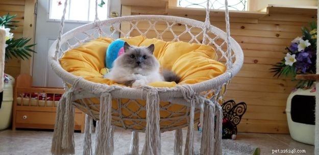How to Identify a Trustworthy Cat Breeder: Bette Willette Shares Expert Tips
